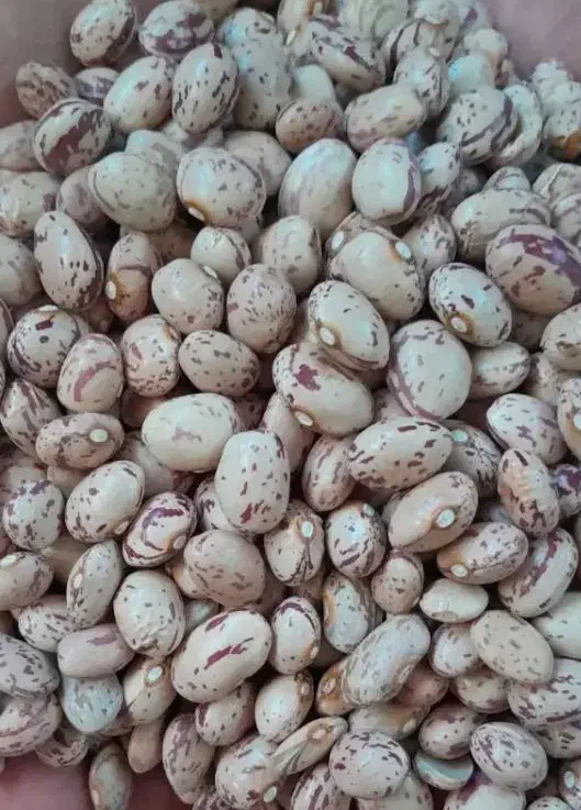 لوبیاچیتی ولپه لوبیا|خوردنی و آشامیدنی|شیراز, شهرک ترکان|دیوار