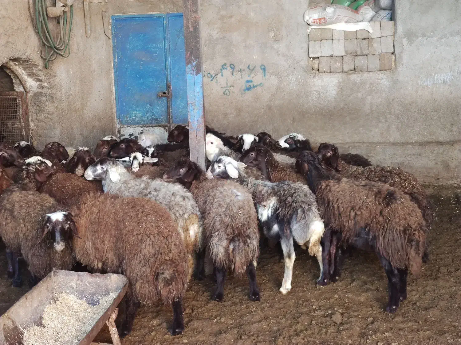 بره نر ماده گوشتی|حیوانات مزرعه|بوئین و میاندشت, |دیوار