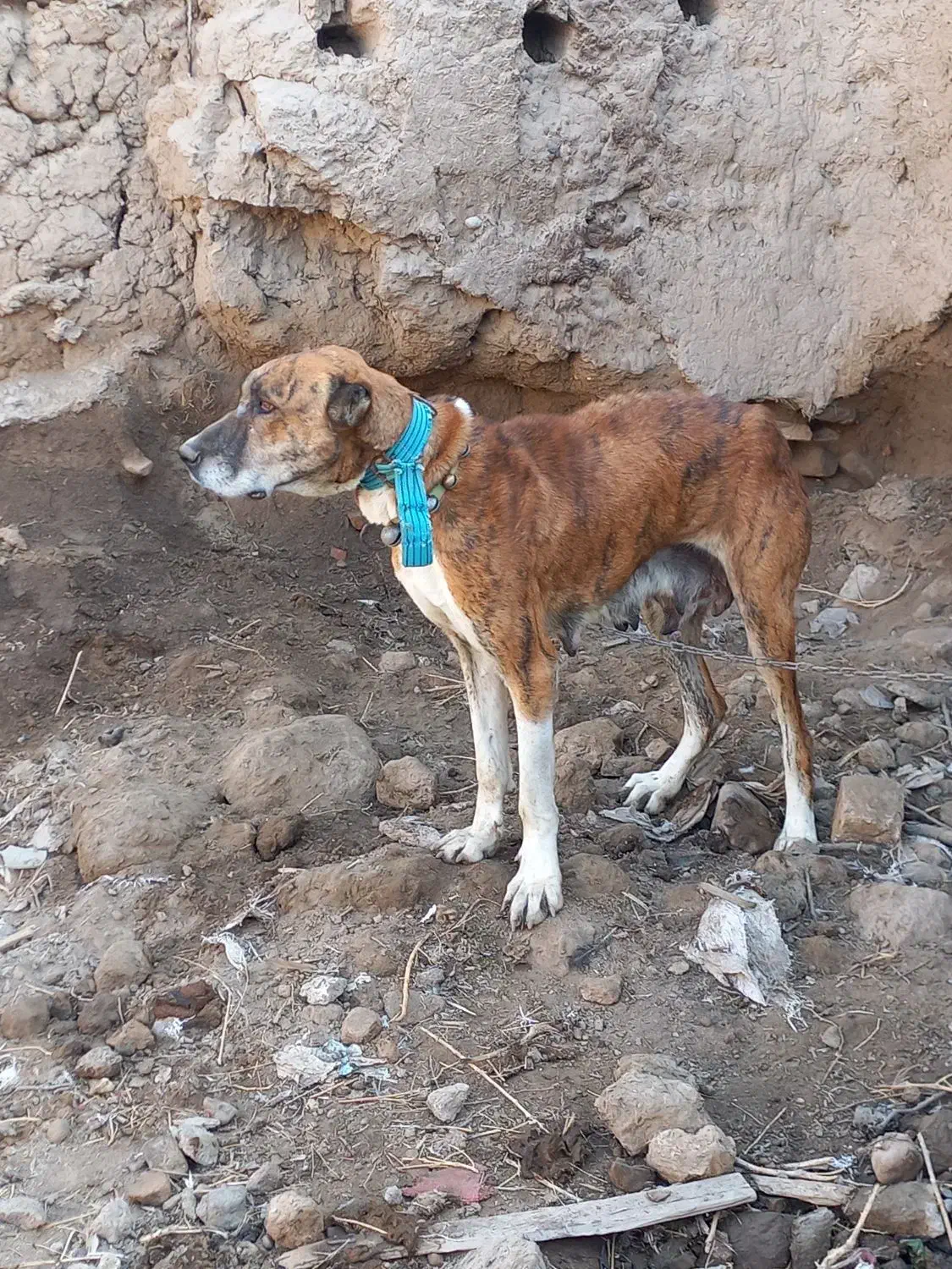 واگذاری ماده خراسانی|سگ|قوچان, |دیوار