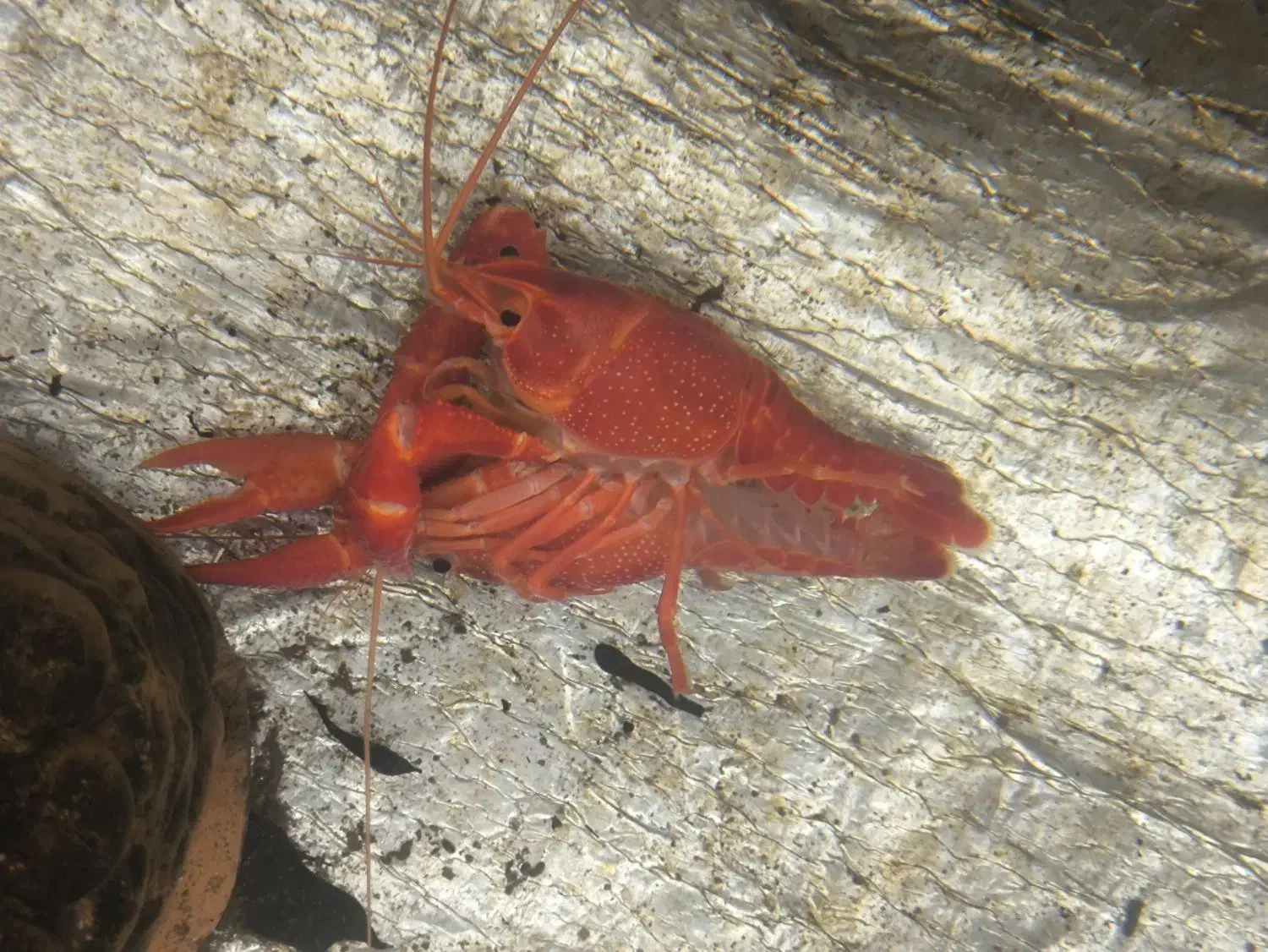 لابستر آب شیرین مولد|ماهی|چادگان, |دیوار