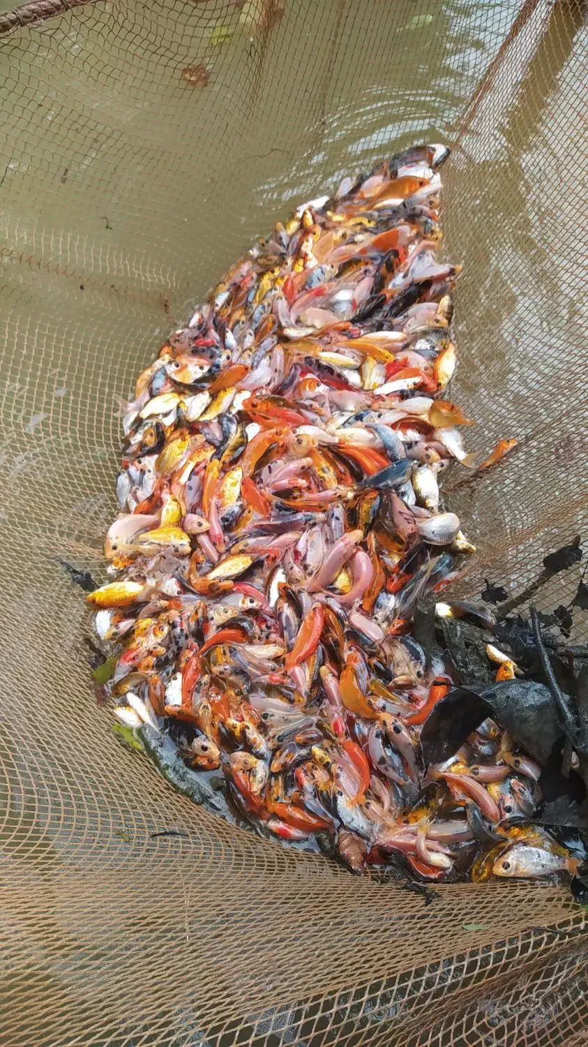 ماهی کوی|ماهی|رشت, لاکان|دیوار