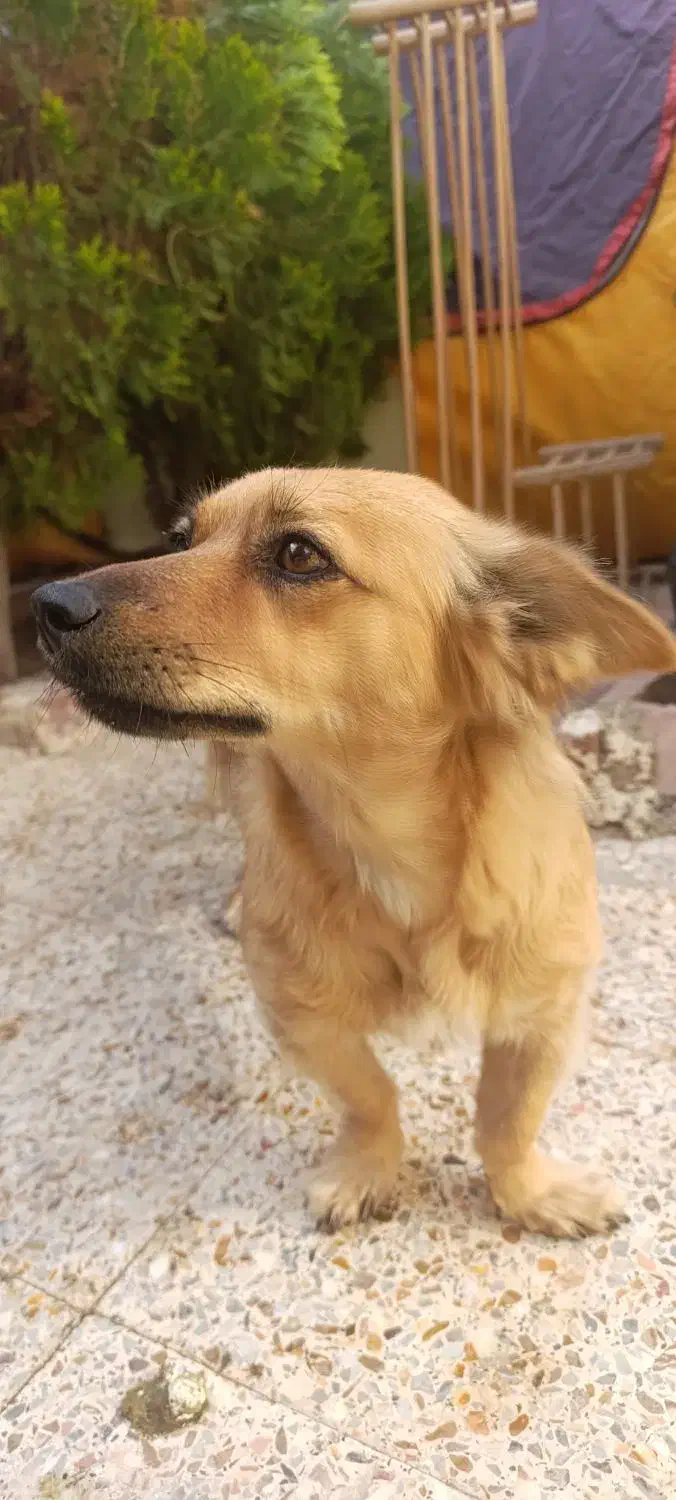 اشپیتز|سگ|شاهینشهر, سعدی شمالی|دیوار