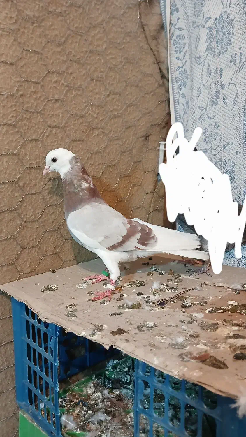 کبوتر رفتنی|حیوانات|ارومیه, |دیوار