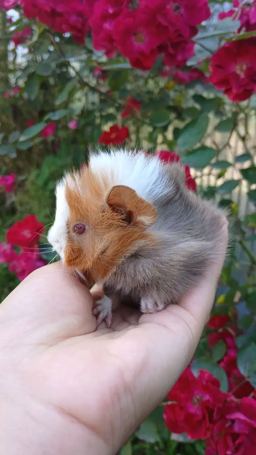 خوکچه هندی فشن|موش و خرگوش|کوچصفهان, |دیوار