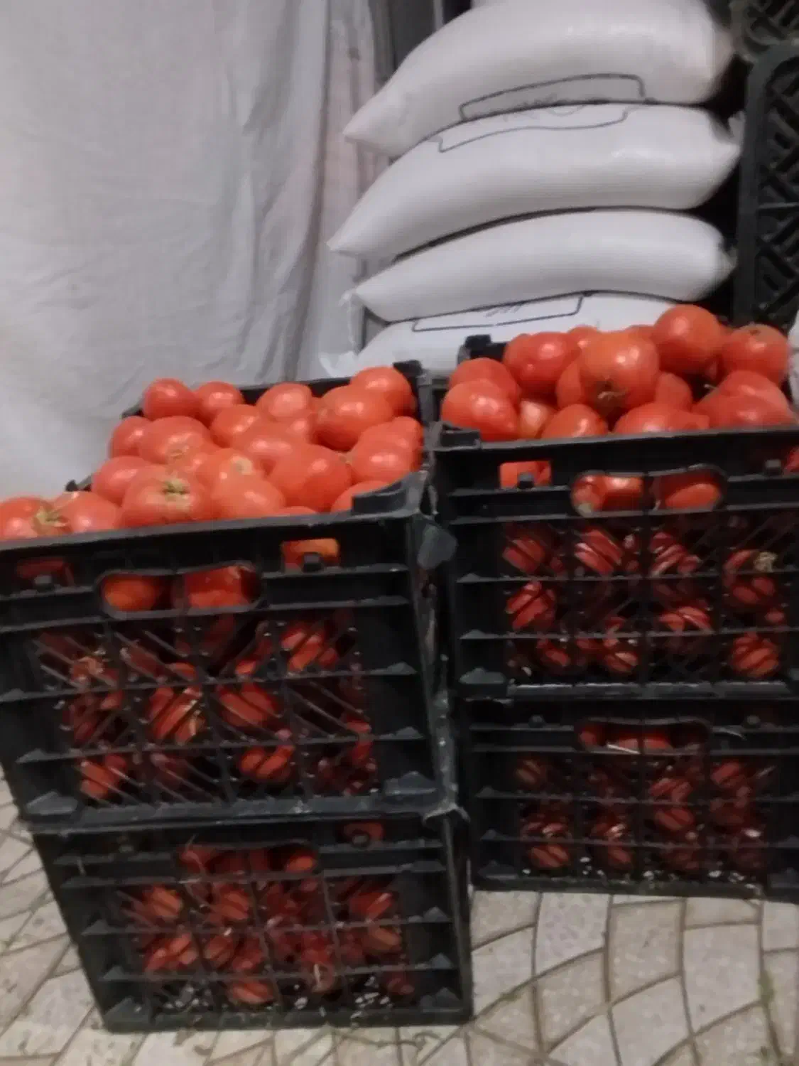 گوجه|خوردنی و آشامیدنی|مرودشت, استادیوم|دیوار