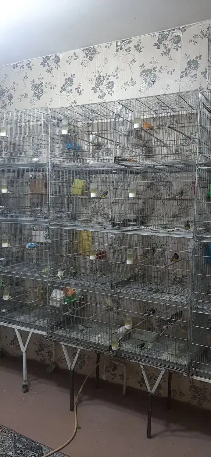 تعدادی پرنده جفت|پرنده|کرمانشاه, |دیوار