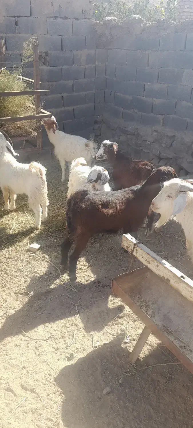 تکشاد سانن|حیوانات مزرعه|مشهد, امیرآباد|دیوار