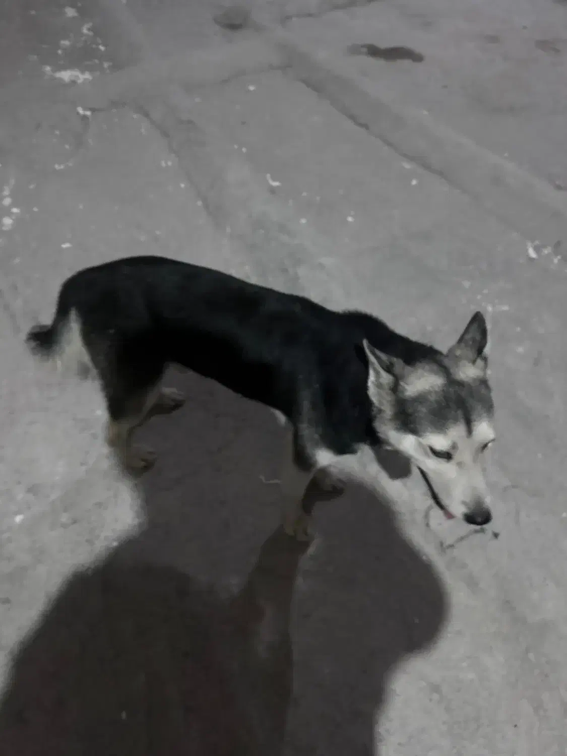 سگ پیداشده در خیابان خیام|حیوانات|کرج, گلشهر|دیوار