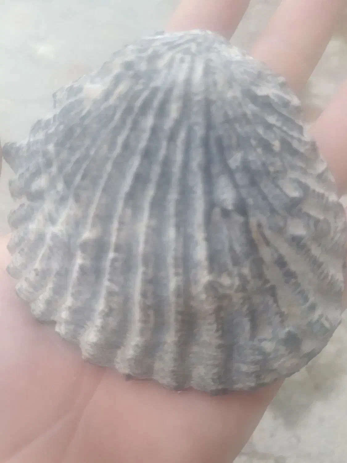 سنگ کلکسیونی|کلکسیون اشیاء عتیقه|ایلام, |دیوار