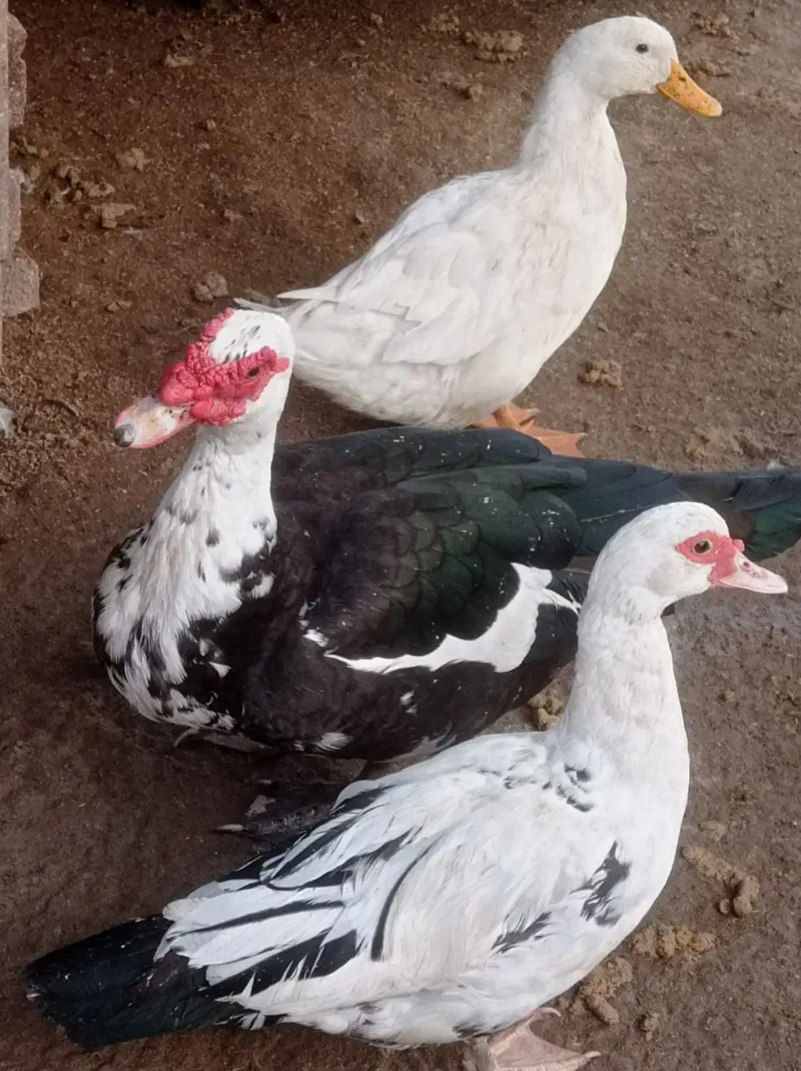 اردک اسراییلی|حیوانات مزرعه|رودسر, |دیوار