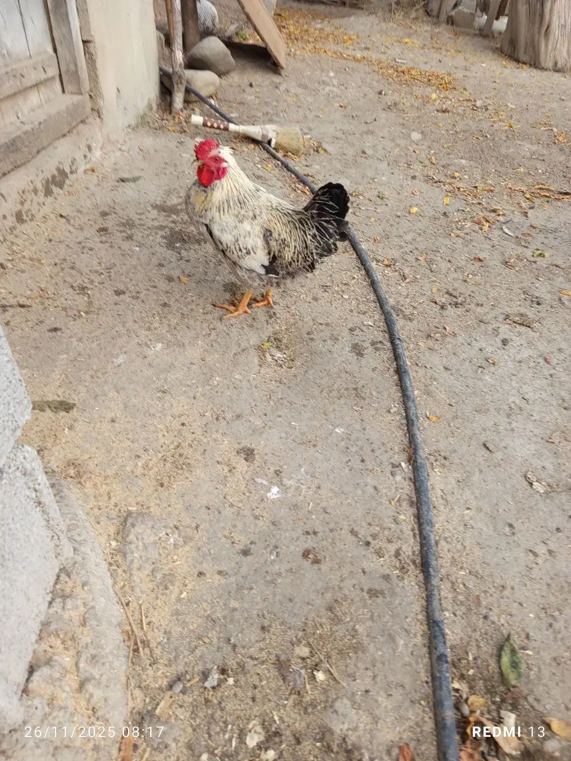 مرغ وخروس لهستانی ولاری|حیوانات مزرعه|اسالم, |دیوار