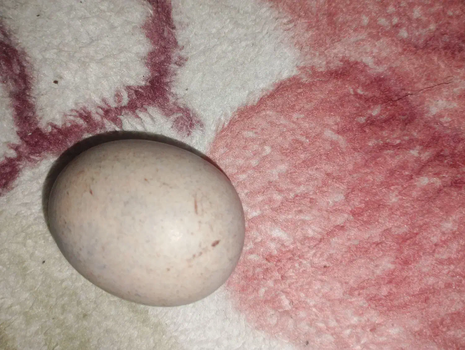 مهره خلاص|کلکسیون اشیاء عتیقه|بندرعباس, |دیوار