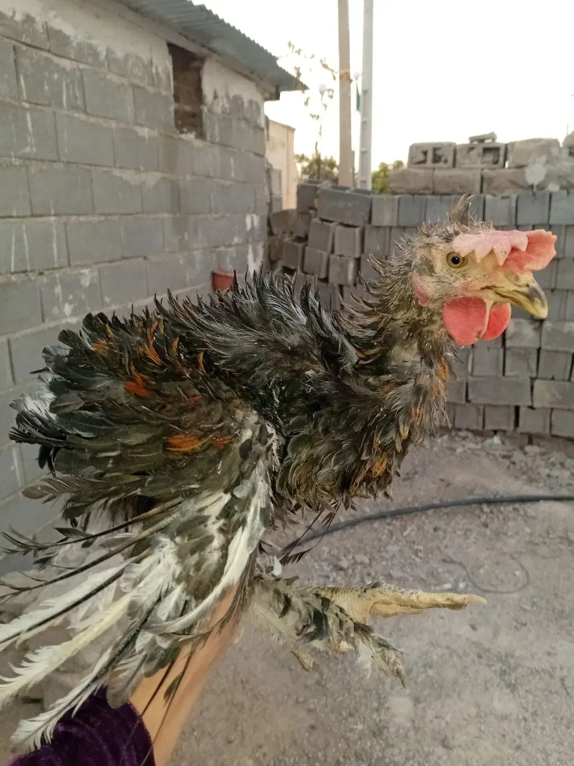 باریک وخروس محلی|حیوانات مزرعه|دهدشت, |دیوار