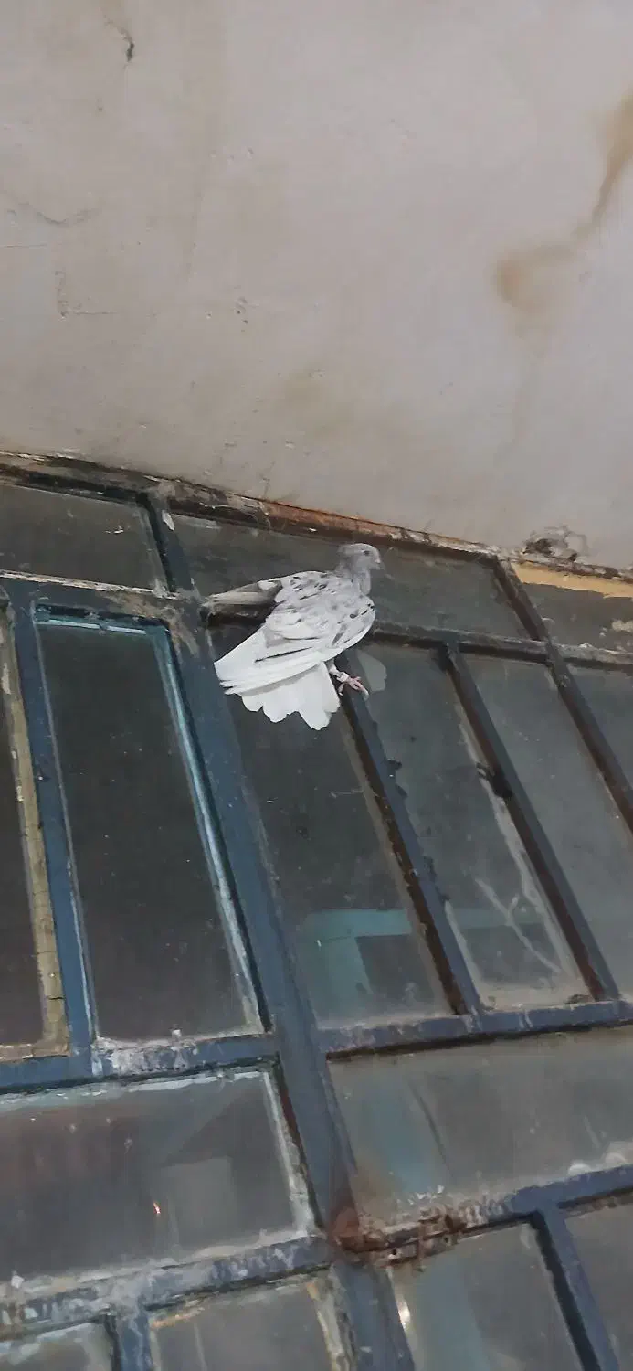 کبوتر سرور دم سفید نر|پرنده|فیروزآباد (فارس), |دیوار