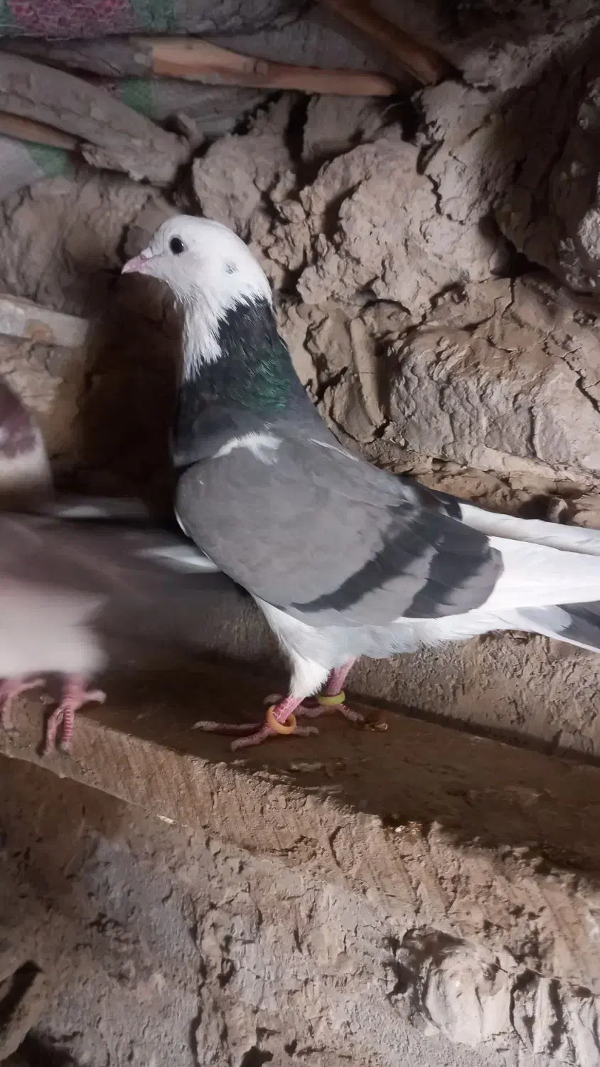 پنج کبوتر ملاقی|پرنده|قرقری, |دیوار