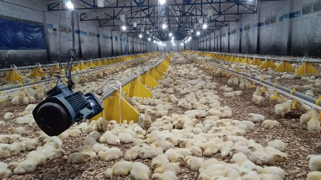 فروش مرغداری اتوبان مشهد قوچان حاشیه اتوبان|فروش دفتر صنعتی، کشاورزی، تجاری|آبکوه, |دیوار