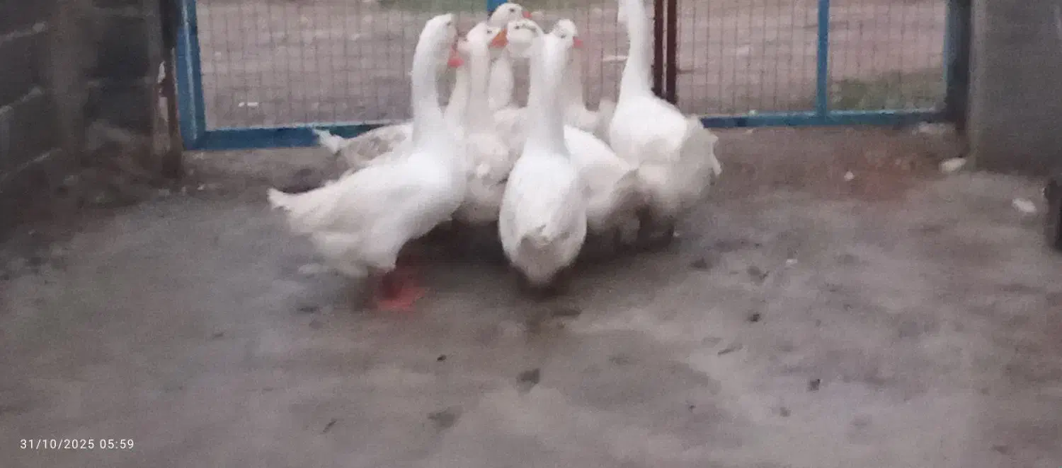 سلام دوستان عزیز قوغاز آوردم برای بروش|حیوانات مزرعه|آق قلا, |دیوار