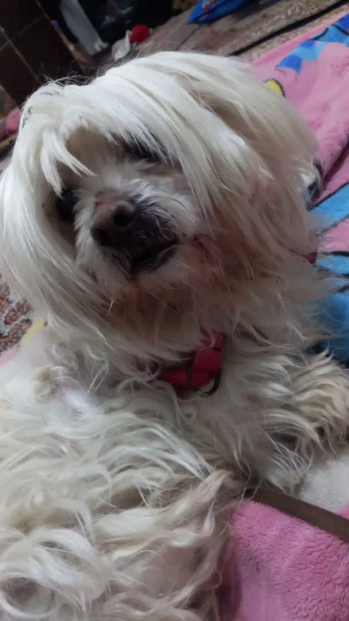 سگ پاکوتاه|سگ|صومای برادوست, |دیوار