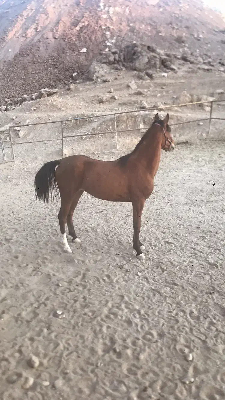 مادیان.دره شور|اسب و تجهیزات اسبسواری|کوهسار (البرز), |دیوار