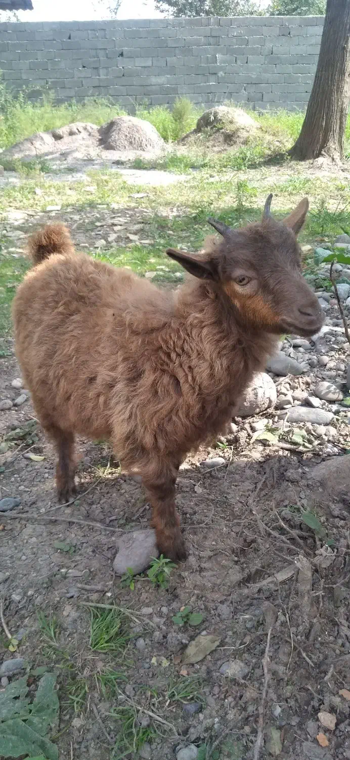 دوعددبزماده سالم وسرحال|حیوانات مزرعه|سنگر, |دیوار