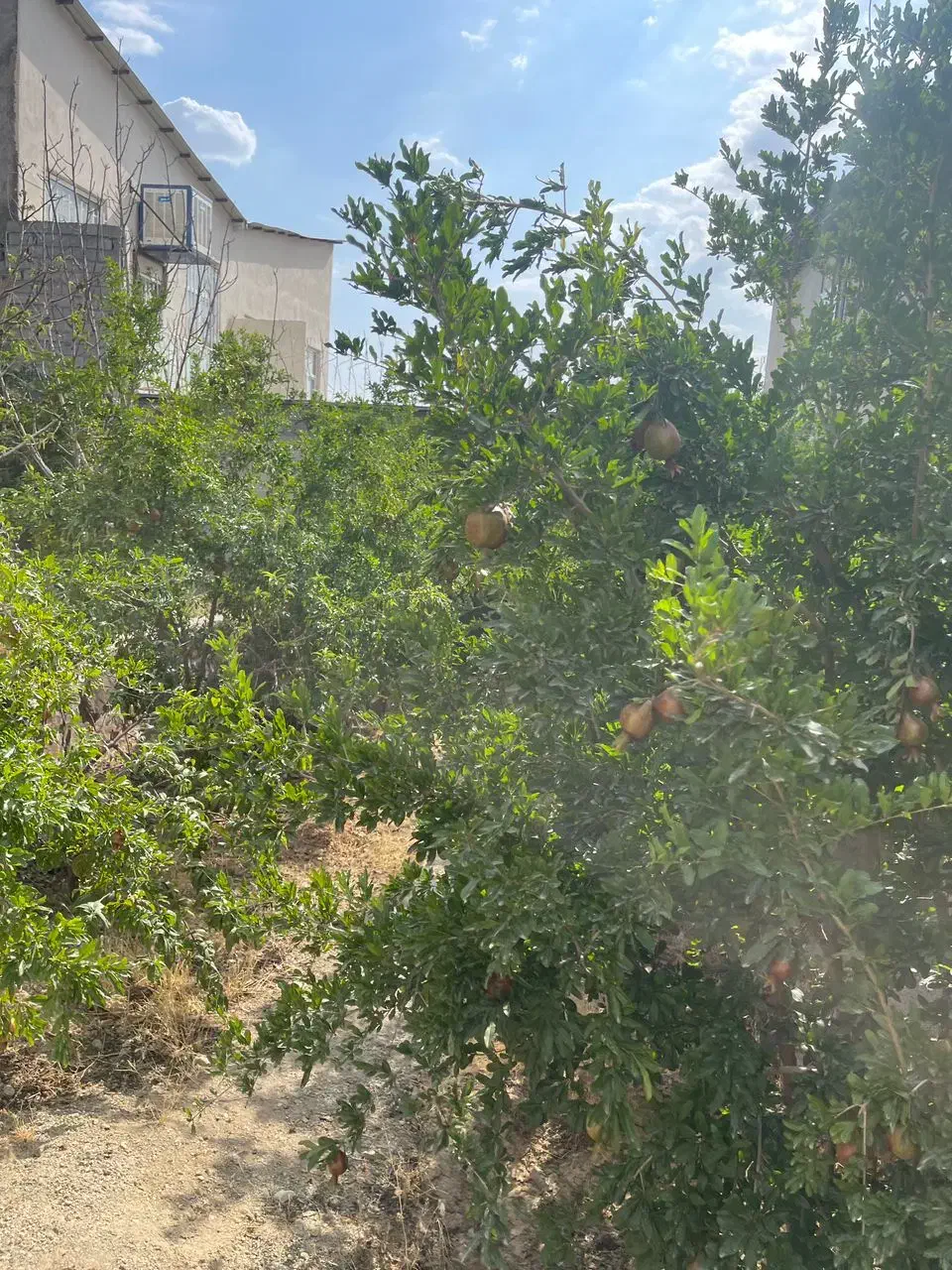 ویلاباغ۸۰۰زمین۷۰بناچشم انداز دوکله*مهرابادسروستان*|فروش خانه و ویلا|رودهن, |دیوار