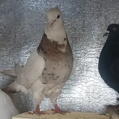 یک جفت کبوتر طوقی|پرنده|کوهدشت, |دیوار