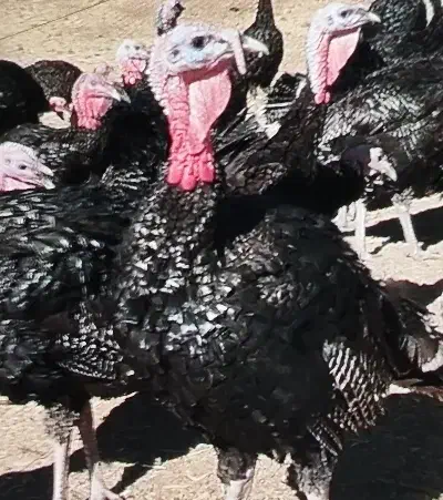 بوقلمون|حیوانات مزرعه|سنندج, |دیوار