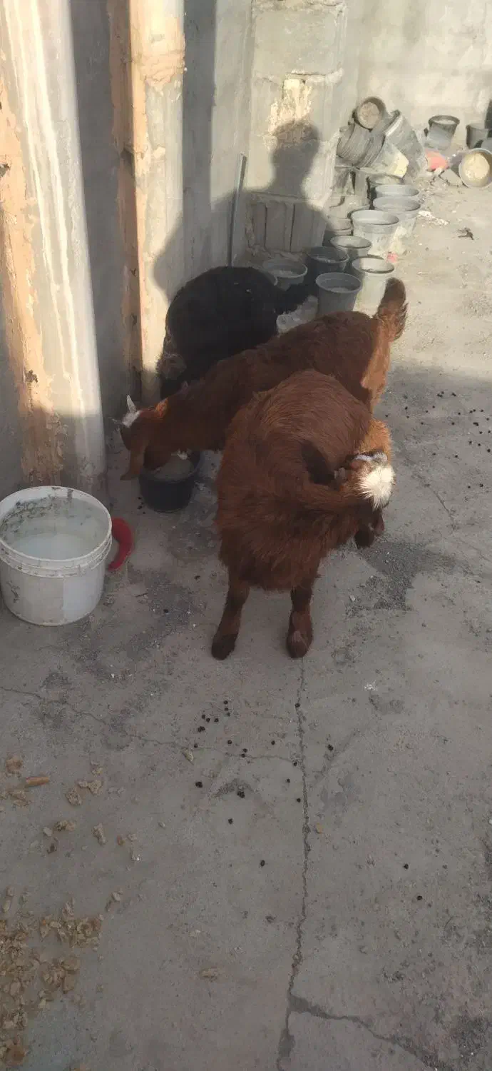 بزغاله|حیوانات مزرعه|مشهد, کلاته برفی|دیوار