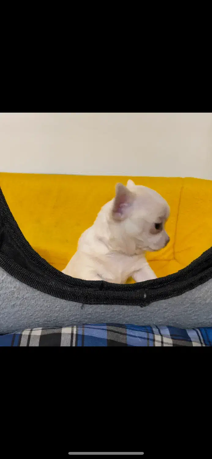 شیواوا اپل هد|سگ|تهران, مروارید شهر|دیوار