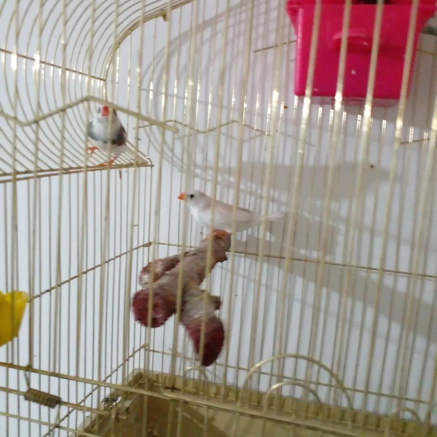 فنچ مولد|پرنده|هشتگرد, فاز ۱ مهستان|دیوار