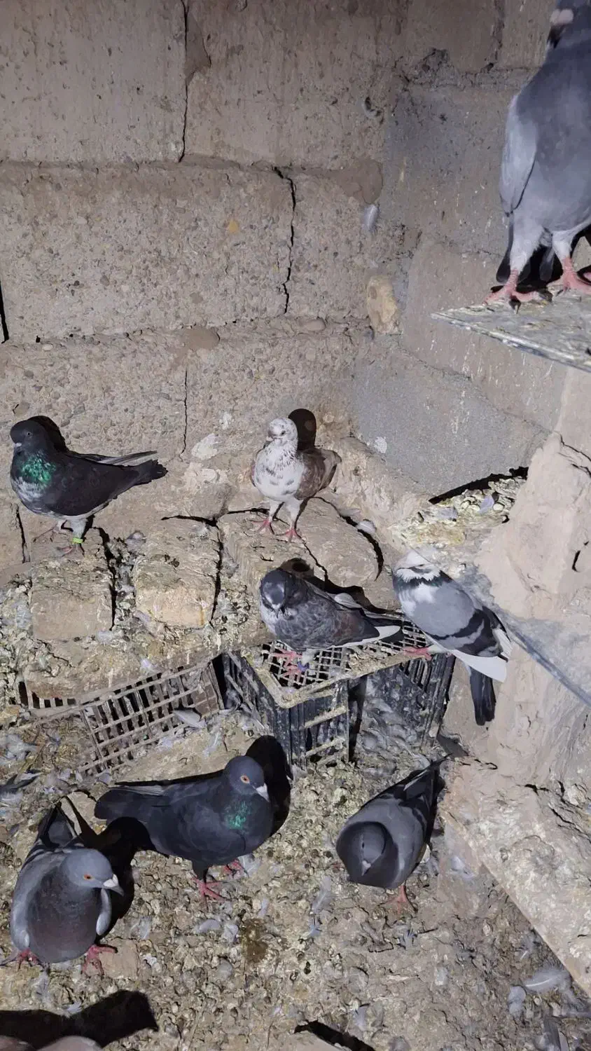 سبز مسافتی دانه ای۳۰۰|پرنده|گنبد کاووس, |دیوار