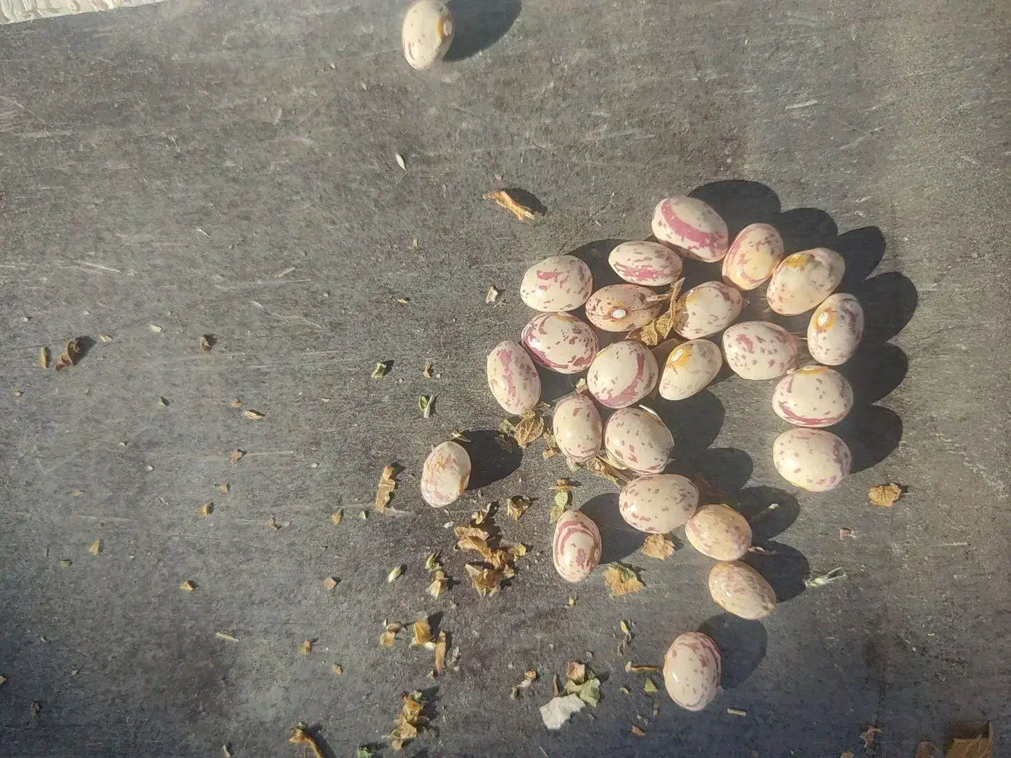 لوبیا چیتی گرد|خوردنی و آشامیدنی|دیواندره, |دیوار