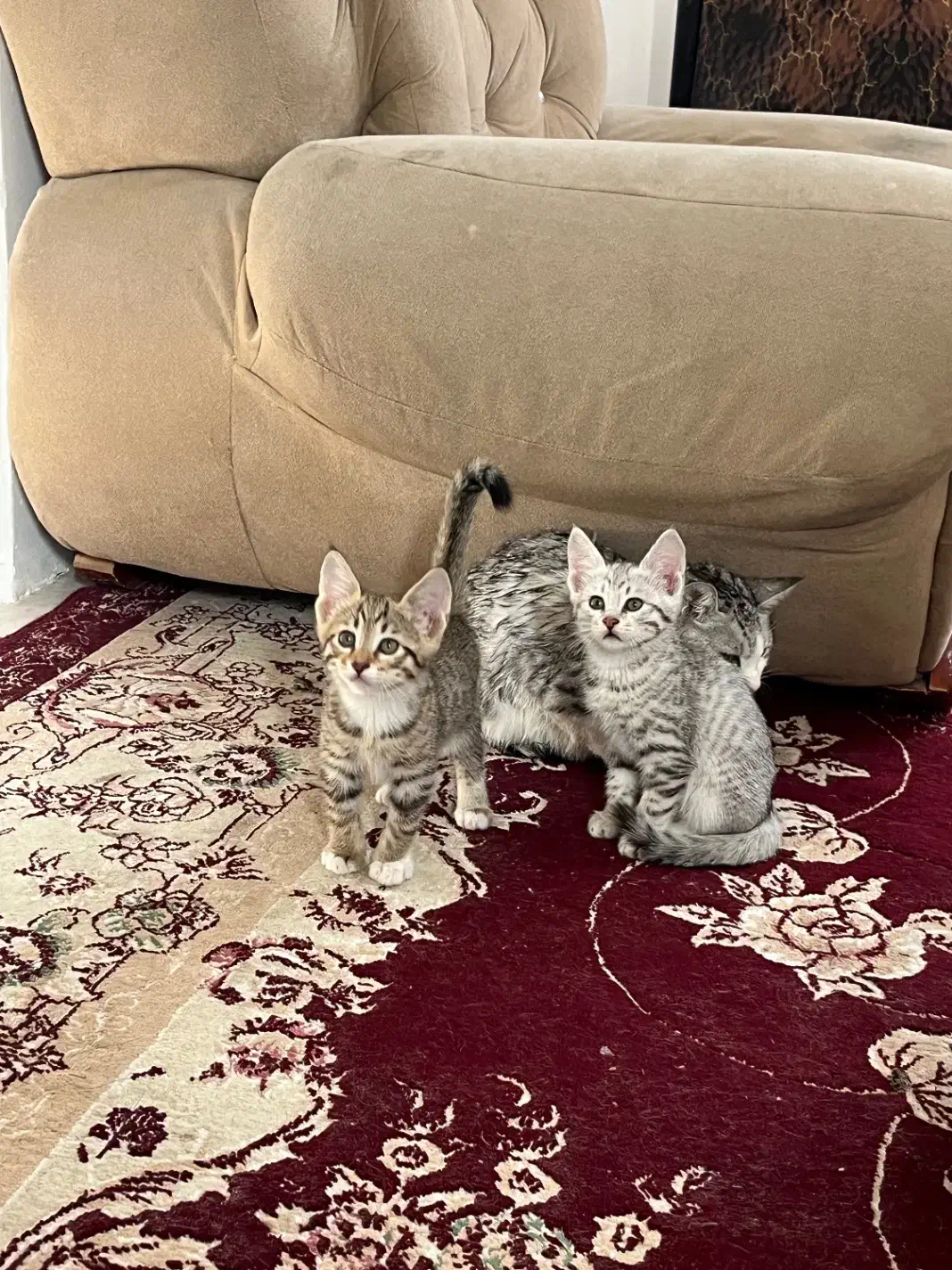 فروشی|گربه|تربت‌حیدریه, منصوریه|دیوار