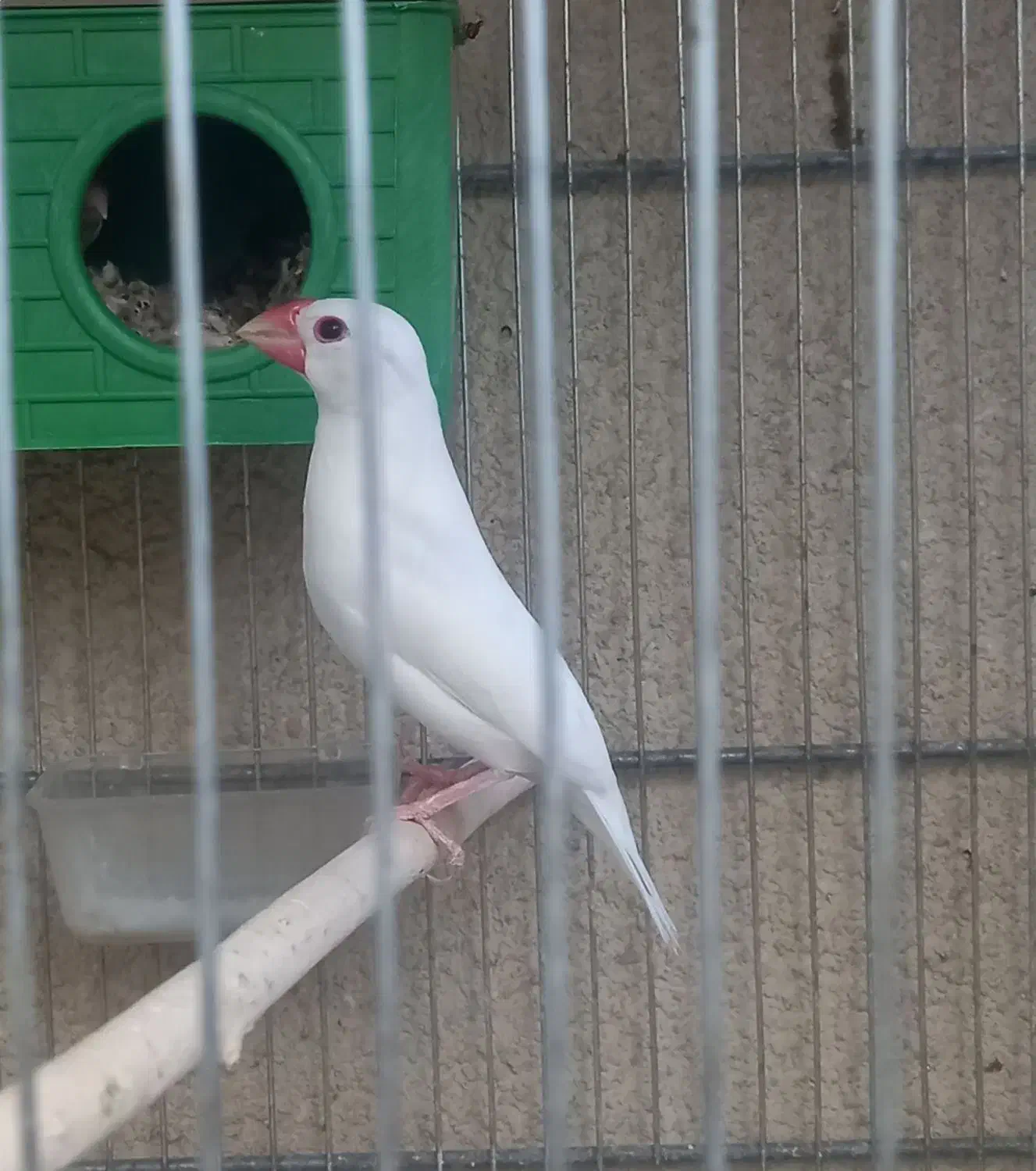 فنچ نرگسی  .|پرنده|سمنان, |دیوار