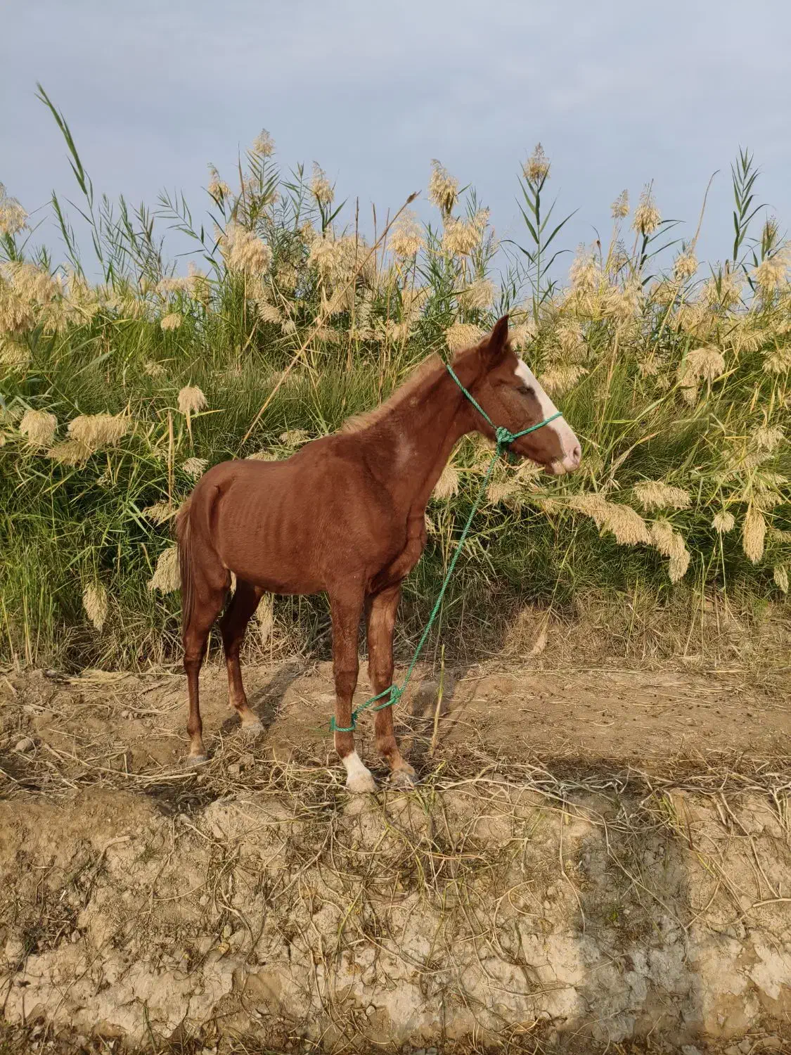 اسب|اسب و تجهیزات اسب‌سواری|حمیدیه, |دیوار