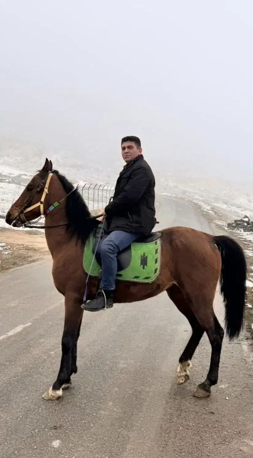 اسب|اسب و تجهیزات اسبسواری|ماکو, |دیوار