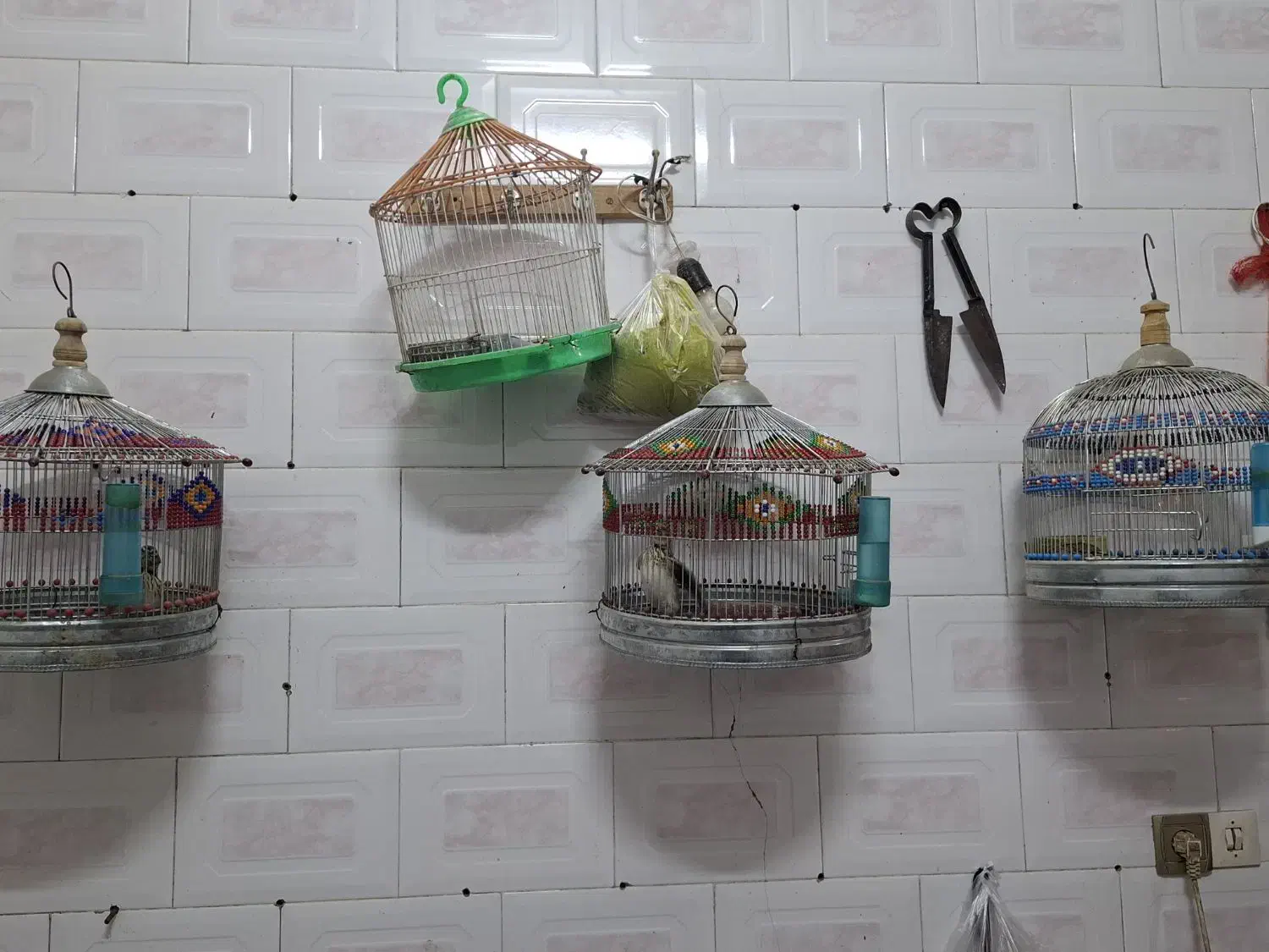 سره خاکی|پرنده|اردبیل, |دیوار