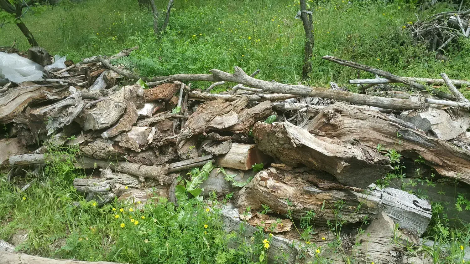 چوب ضایعاتی والوار توت ۳۰۰ساله|حراج|موچش, |دیوار