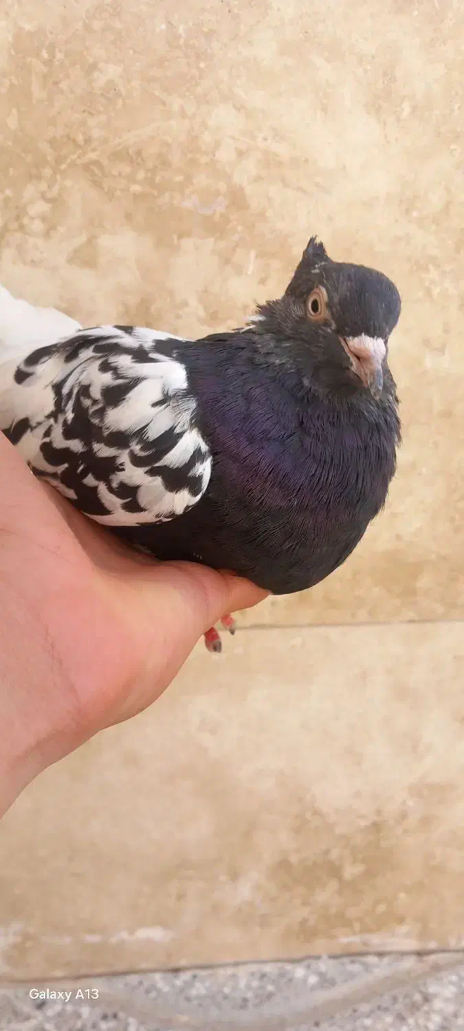 کفتر ماده|پرنده|فردوس (خراسان), |دیوار