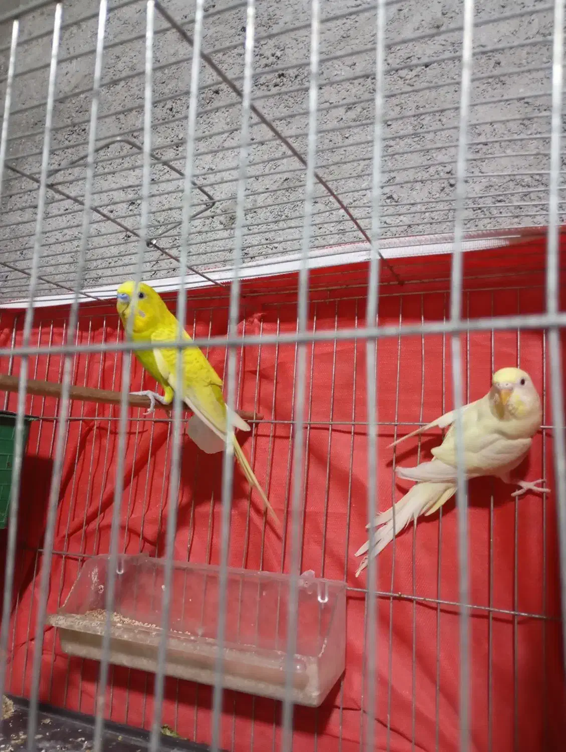 یک جفت مرغ عشق|پرنده|میناب, |دیوار