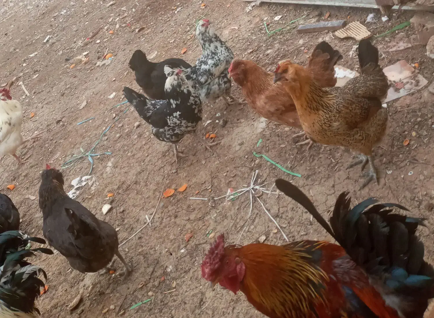 مرغ وخروس گلین لری|حیوانات مزرعه|فرخ‌شهر, |دیوار