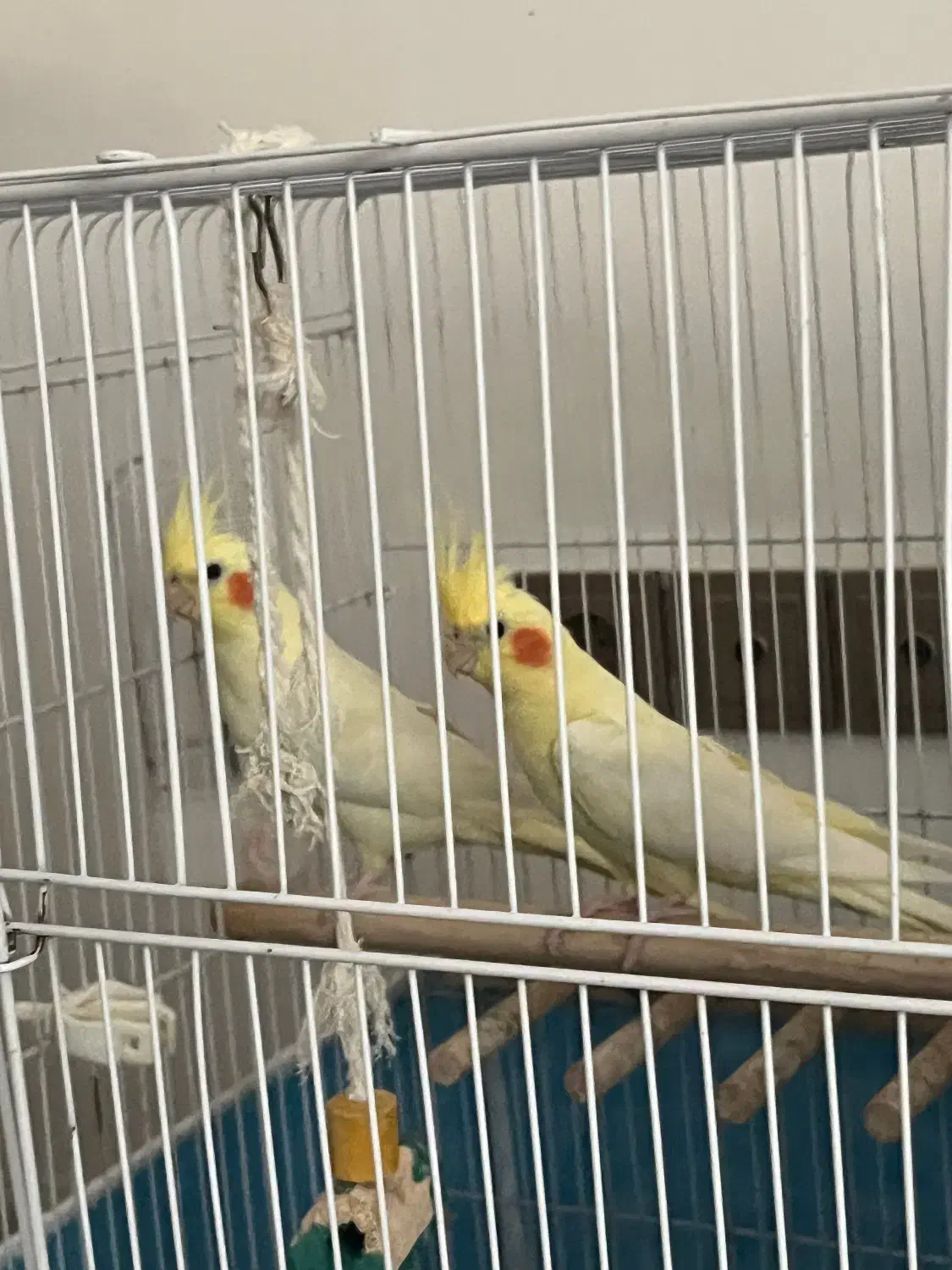 عروس هلندی لوتینو ماده آماده جفت گیری|پرنده|رشت, دیلمان|دیوار