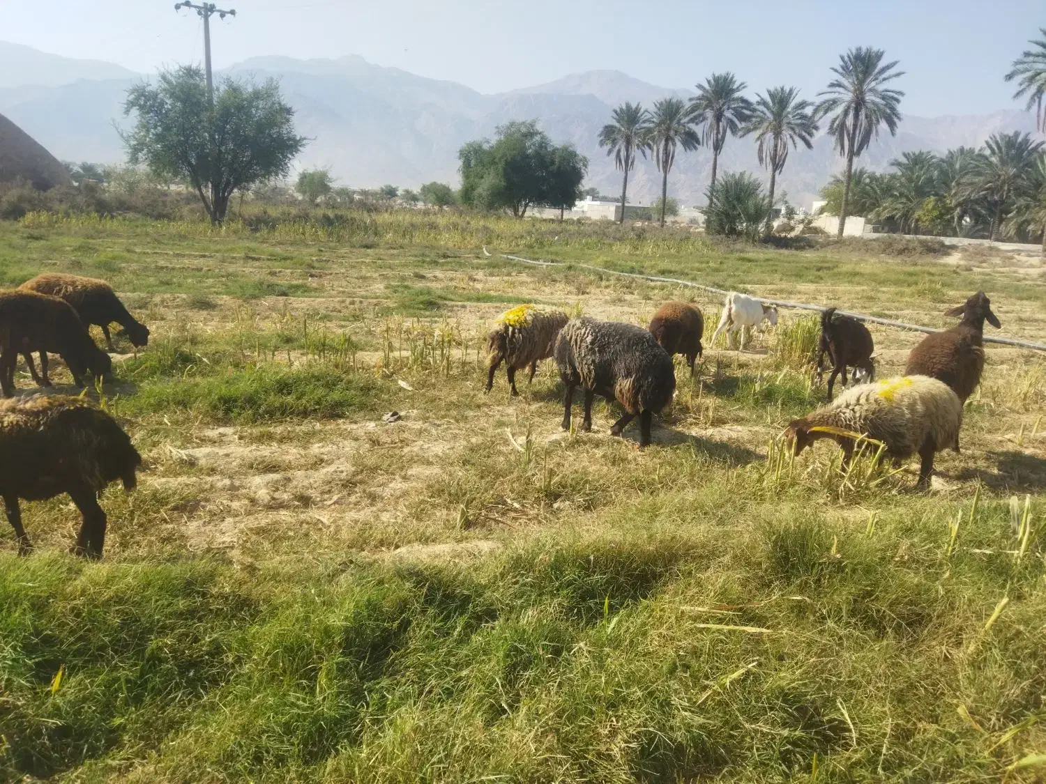 سرمایه گذاری|حیوانات مزرعه|گراش, |دیوار