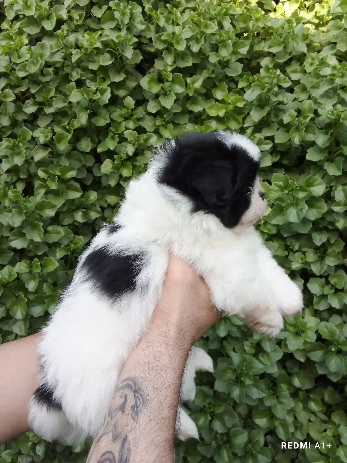 شیتزو سوپر فلت|سگ|گلوگاه, |دیوار