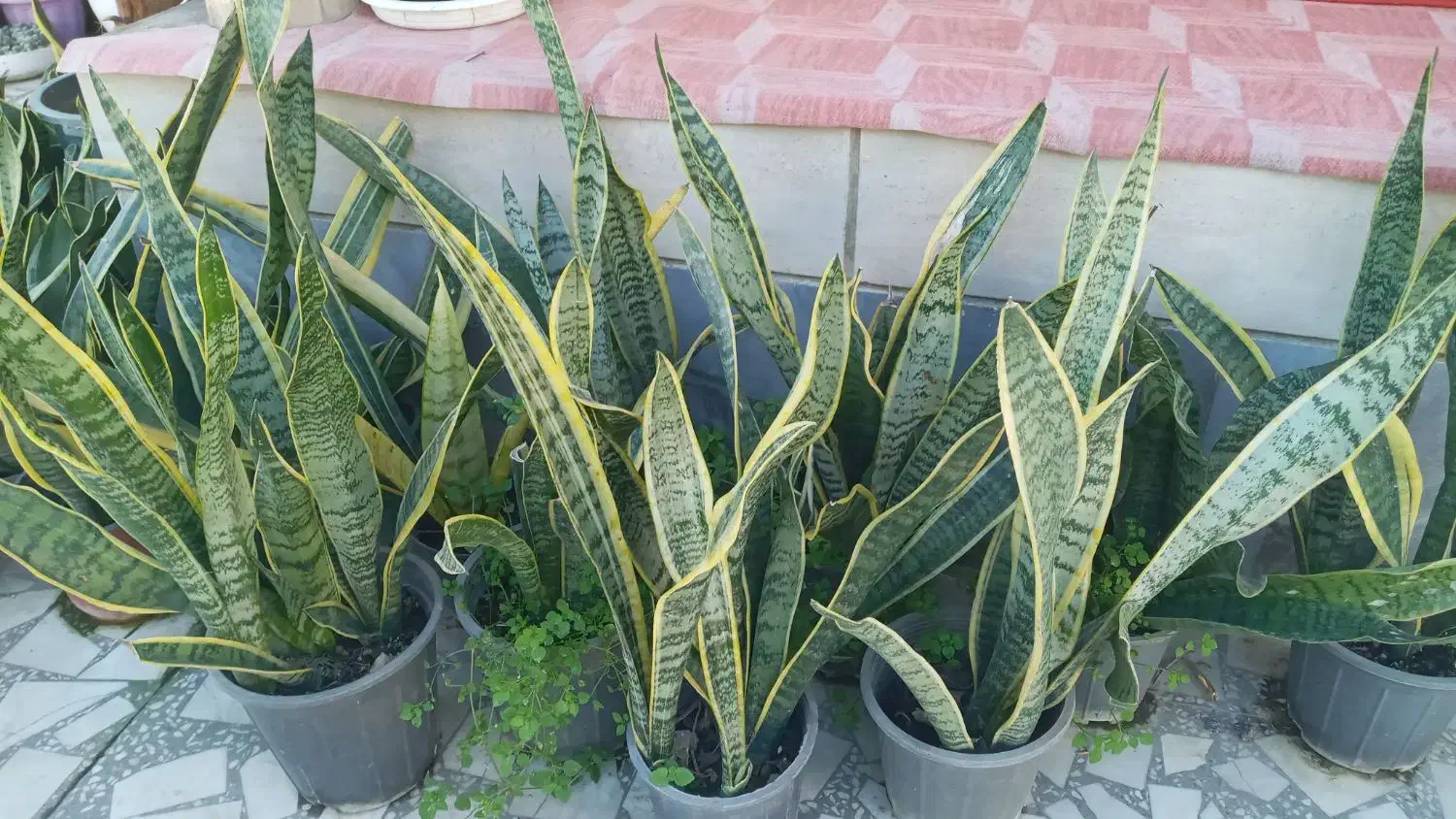 سانسوریا پاکوتاه|گل و گیاه طبیعی|مرزیکلا, |دیوار