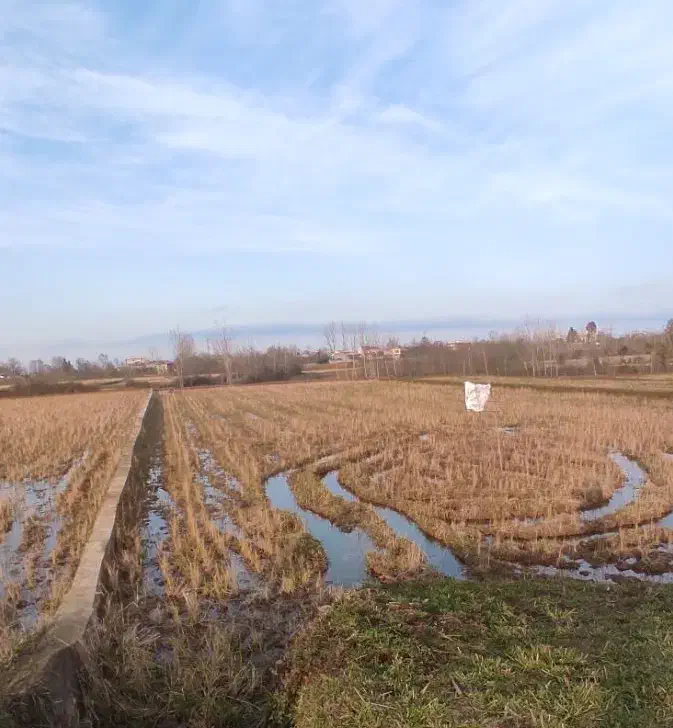 زمین مزروعی با سند مالکیت شش دانگ عرصه و اعیان|فروش زمین و ملک کلنگی|رودسر, |دیوار