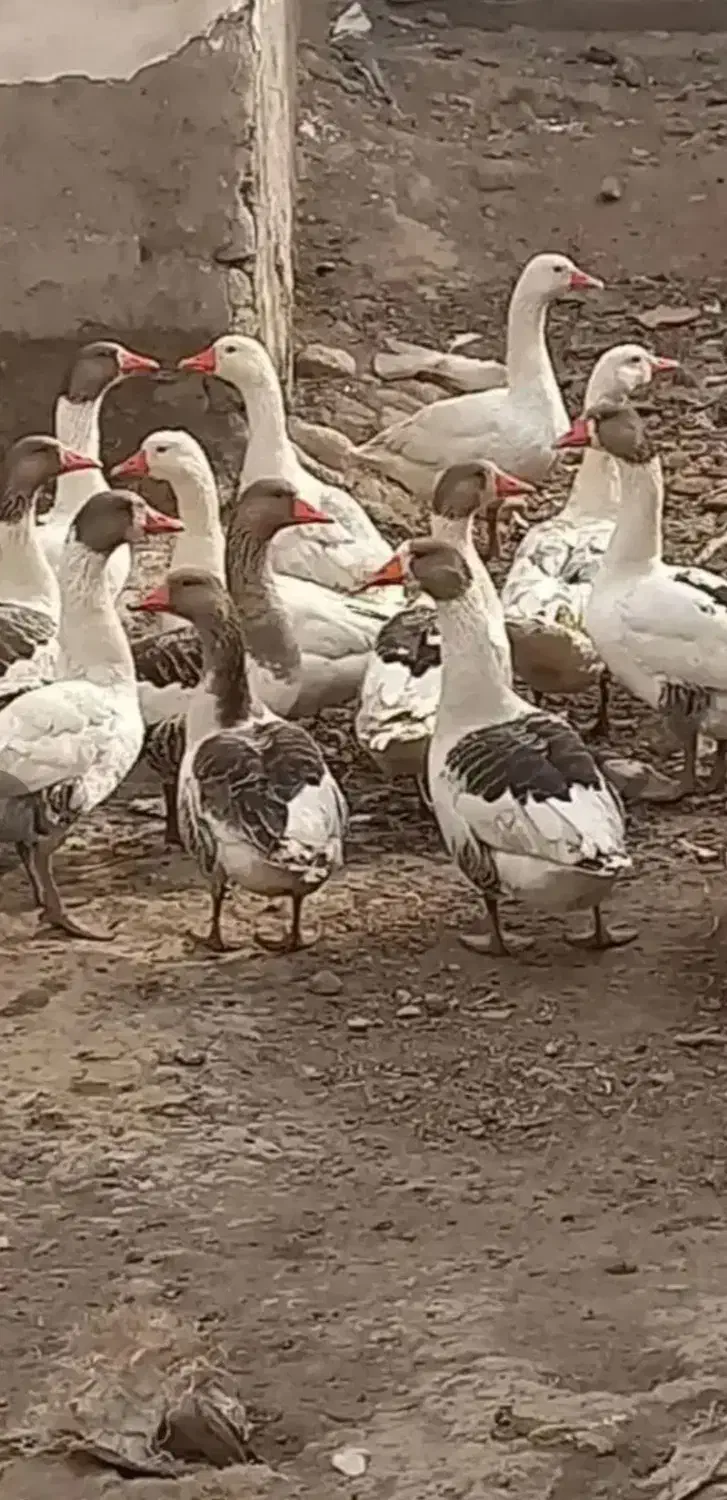 غاز محلی طبیعی|حیوانات مزرعه|گرمی, |دیوار