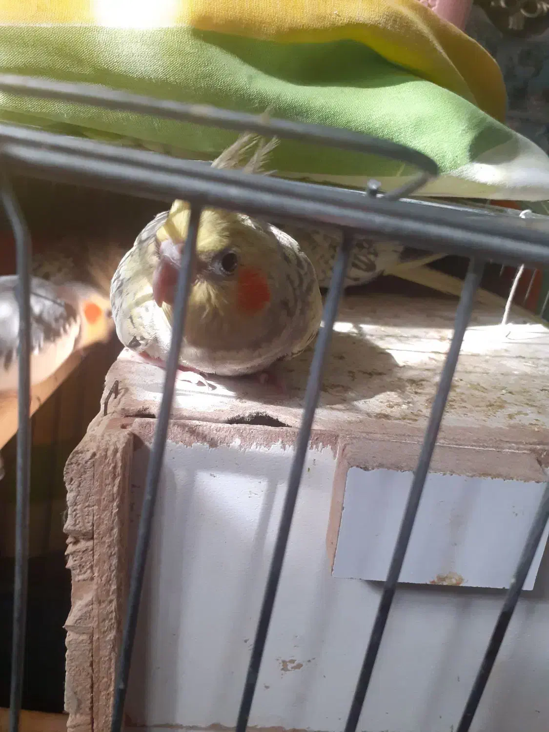 عروس هلندی|پرنده|ماهدشت, |دیوار