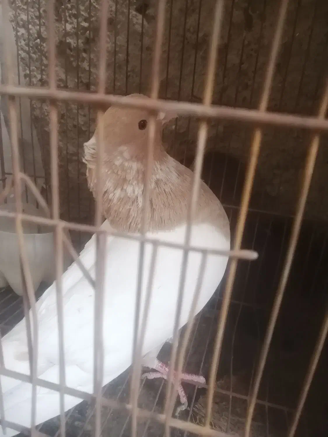 کبوتر کله|پرنده|راور, |دیوار