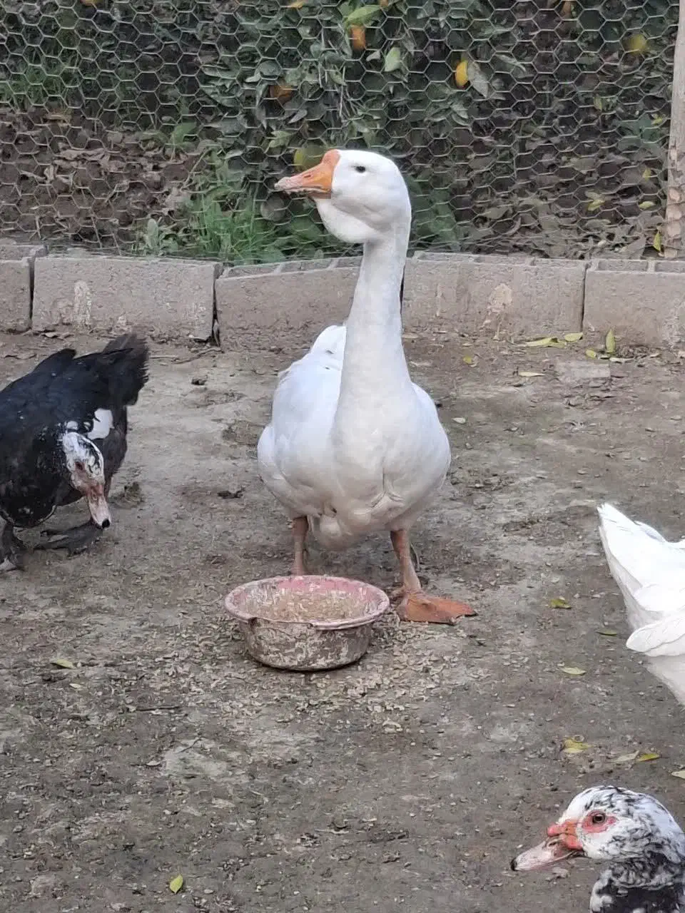 قو غاز نر لیندا و اردک طوسی|حیوانات مزرعه|آمل, |دیوار